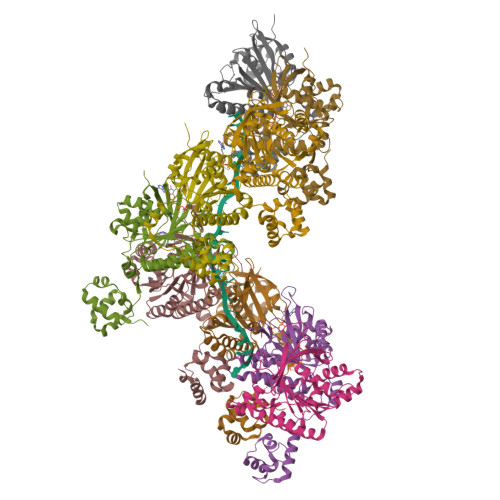 RCSB PDB - 9SVX: XRCC3-RAD51C-RAD51D-XRCC2 (XRCC3 complex) capping