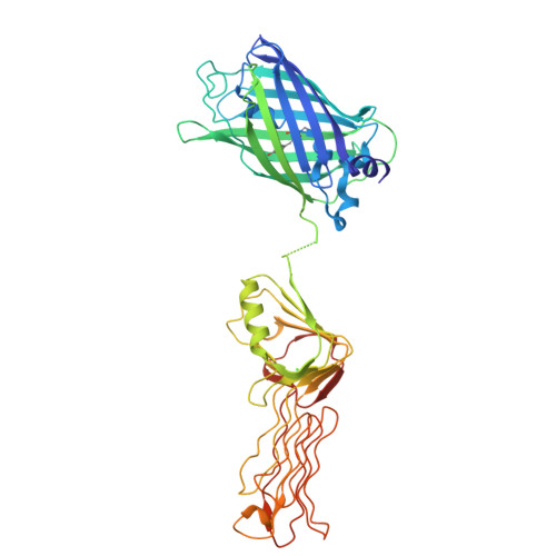 RCSB PDB - 9V85: Superfolder GFP fused gp38 receptor binding
