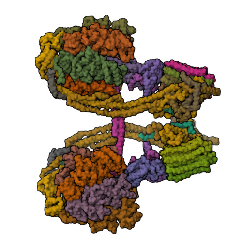 If1 Dimerization RCSB PDB - 9VPB: Cryo-EM structure of the IF1 bound bovine F-ATP ...