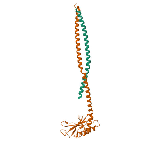 RCSB PDB - 9VZ0: Cryo-EM structure of the head of contracted P1