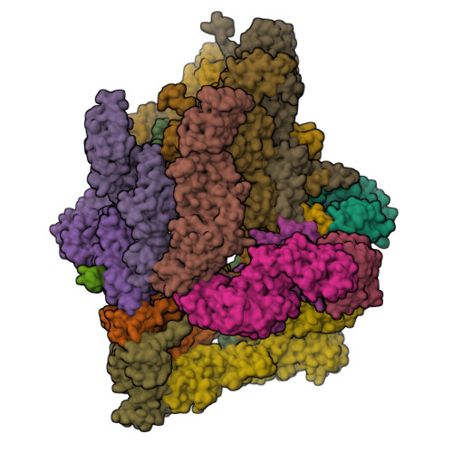 RCSB PDB - 9WBG: Structure of human 26S proteasome complexed with ...