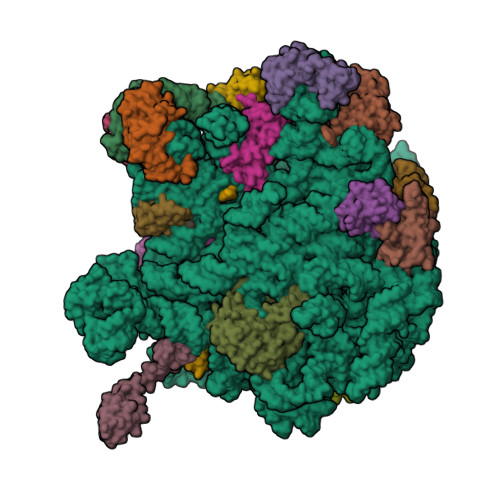 RCSB PDB - 9XFK: In situ structure of bacterial 50S ribosomes