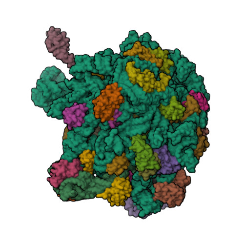 RCSB PDB - 9XFL: In vitro structure of bacterial 50S ribosomes