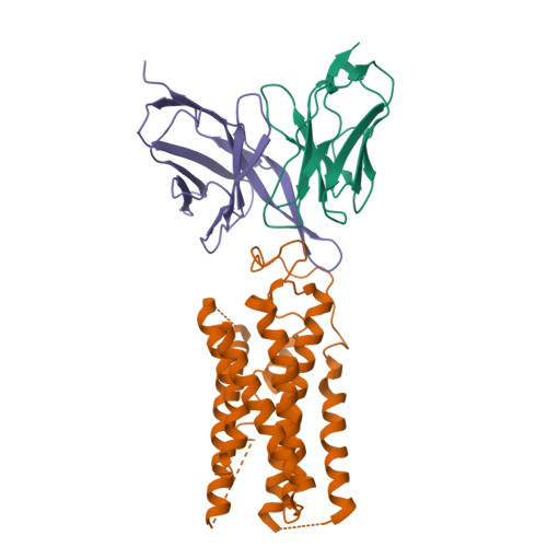 RCSB PDB - 9XQB: Cryo-EM structure of the human A2A adenosine receptor ...