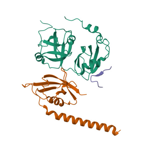 P97 Complex RCSB PDB - 9YW2: Complex structure of human p97 bound to Faf1 and Ufd1 ...