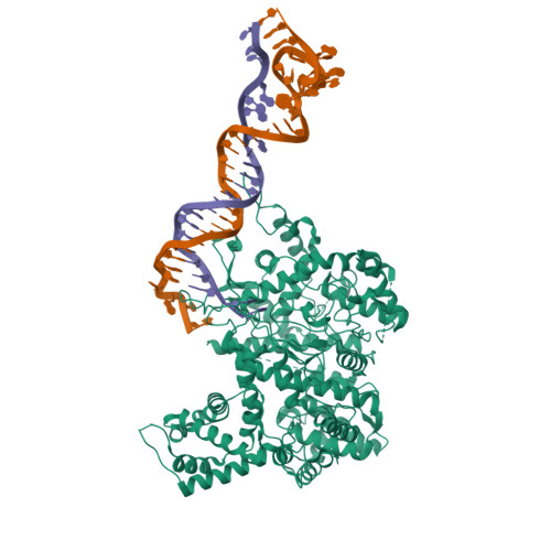RCSB PDB - 9YXM: 10-23 DNAzyme in complex with T7 RNA Polymerase