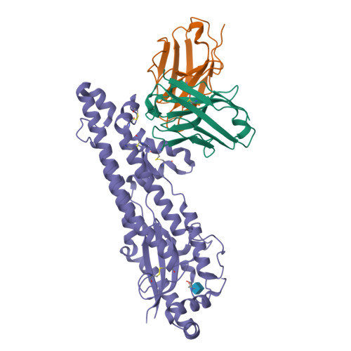 RCSB PDB - 9Z12: SARS-CoV-2 spike S2 in complex with antibody B3-1