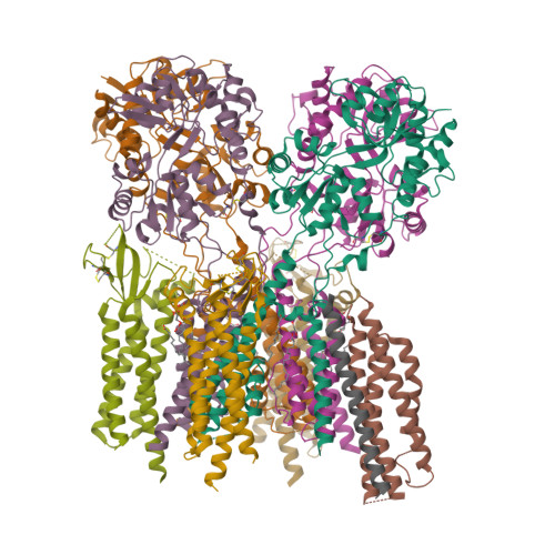 RCSB PDB - 9ZKU: The LBD-TMD structure of native mouse AMPAR with 3 ...