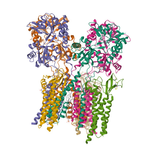 RCSB PDB - 9ZKW: The LBD-TMD structure of native mouse AMPAR with 3 TARPs