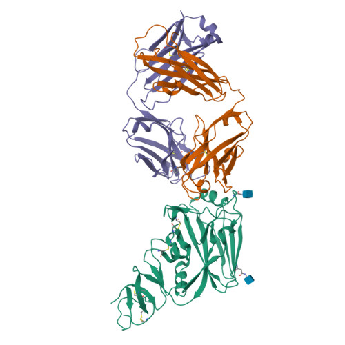 Rcsb Pdb 6a0z Crystal Structure Of Broadly Neutralizing Antibody 13d4 Bound To H5n1 Influenza Hemagglutinin Ha Head Region