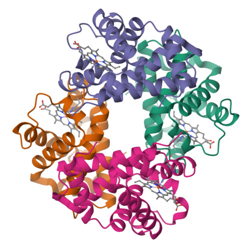 Hemoglobin protein structure