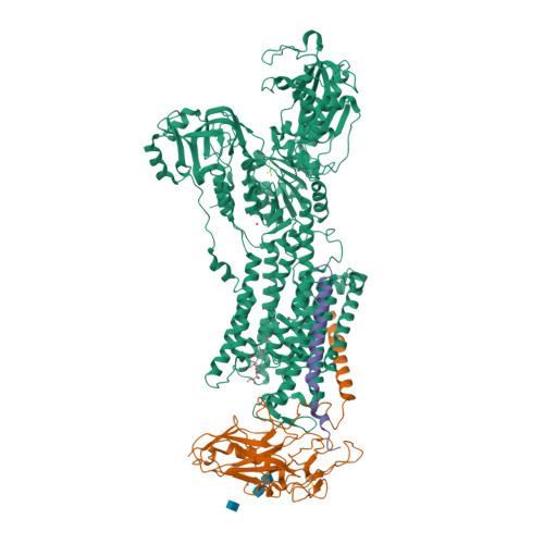 Rcsb Pdb 3a3y Crystal Structure Of The Sodium Potassium Pump With Bound Potassium And Ouabain