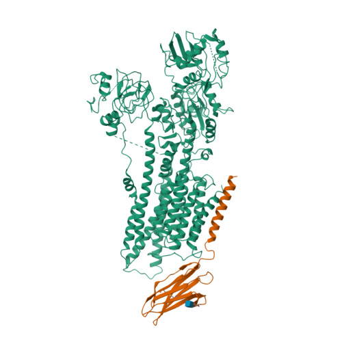 ATP2B1 image