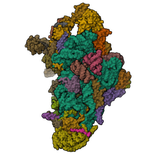 5aj3 Structure Of The Small Subunit Of The Mammalian Mitoribosome Rcsb Pdb