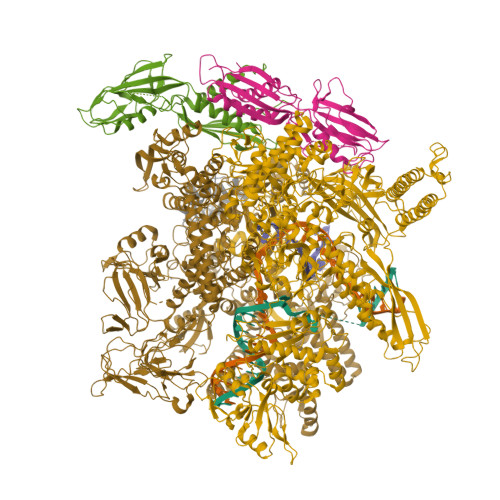 RNA Polymerase protein structure