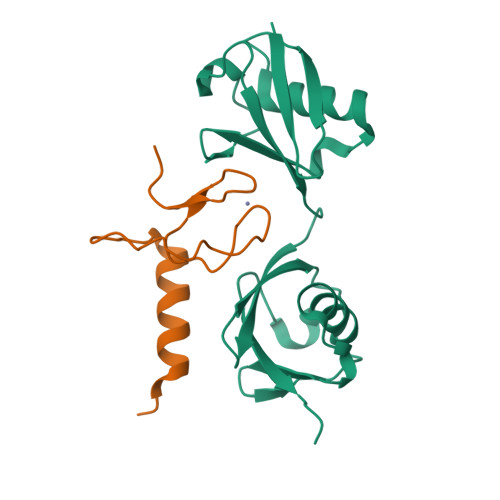 Rcsb Pdb 3b08 Crystal Structure Of The Mouse Hoil1 L Nzf In Complex With Linear Di Ubiquitin