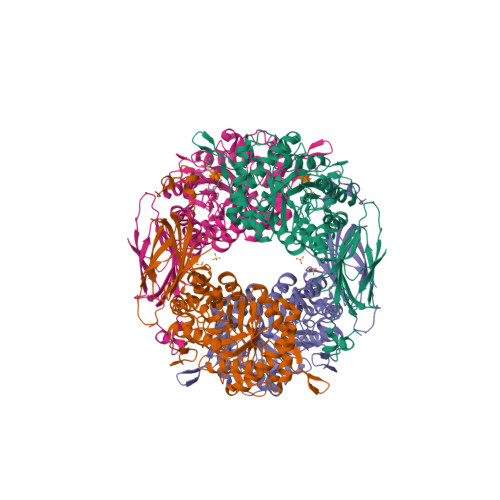 Rcsb Pdb 2bfg Crystal Structure Of Beta Xylosidase Fam Gh39 In Complex With Dinitrophenyl Beta Xyloside And Covalently Bound Xyloside