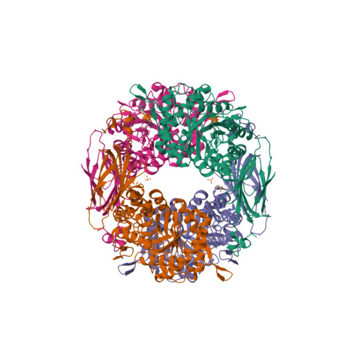 Rcsb Pdb 2bfg Crystal Structure Of Beta Xylosidase Fam Gh39 In Complex With Dinitrophenyl Beta Xyloside And Covalently Bound Xyloside