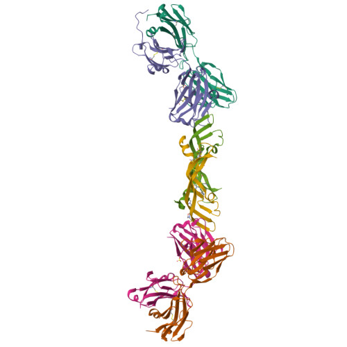Bevacizumab