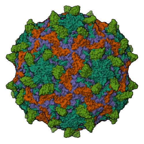 Rcsb Pdb 7bg7 Hrv14 In Complex With Its Receptor Icam 1