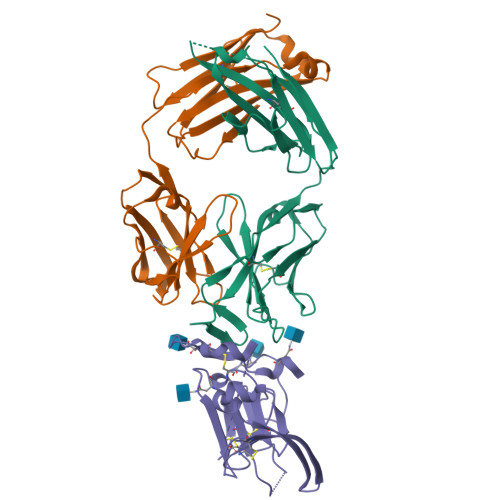 Rcsb Pdb 6bkc Structure Of Hepatitis C Virus Envelope Glycoprotein E2 Core From Genotype 6a Bound To Broadly Neutralizing Antibody Ar3b