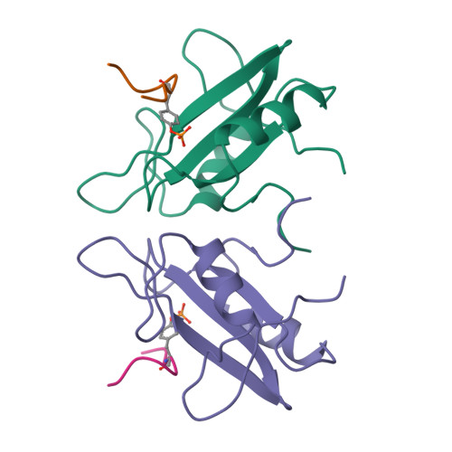 Rcsb Pdb 1bmb Grb2 Sh2 Domain In Complex With Kpfy Vnvef Pkf270 974