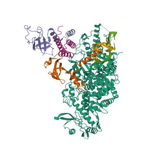 Rcsb Pdb 7bzf Covid 19 Rna Dependent Rna Polymerase Post Translocated Catalytic Complex