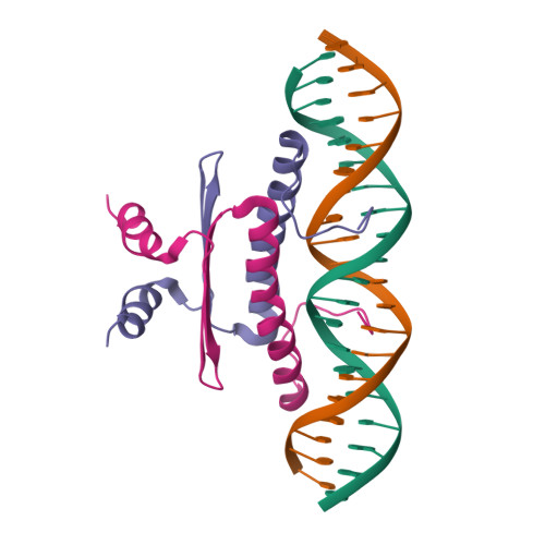 Rcsb Pdb 1c7u Complex Of The Dna Binding Core Domain Of The Transcription Factor Mef2a With A mer Oligonucleotide