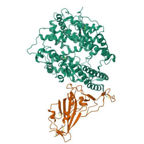 Rcsb Pdb 7c8d Cryo Em Structure Of Cat Ace2 And Sars Cov 2 Rbd