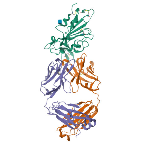 Rcsb Pdb 7cdi Crystal Structure Of Sars Cov 2 Antibody P2c 1f11 With Rbd