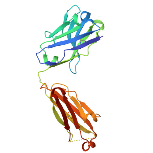 Rcsb Pdb 7cdi Crystal Structure Of Sars Cov 2 Antibody P2c 1f11 With Rbd