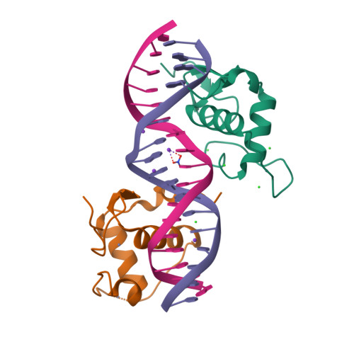 Rcsb Pdb 4cn5 Crystal Structure Of The Human Retinoid X Receptor Dna Binding Domain Bound To The Human Nr1d1 Response Element