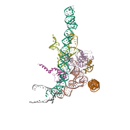 Rcsb Pdb 4cxg Regulation Of The Mammalian Elongation Cycle By 40s Subunit Rolling A Eukaryotic Specific Ribosome Rearrangement