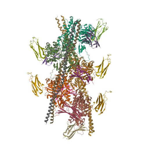 Rcsb Pdb 6cxj Cardiac Thin Filament Decorated With C0c1 Fragment Of Cardiac Myosin Binding Protein C Mode 2