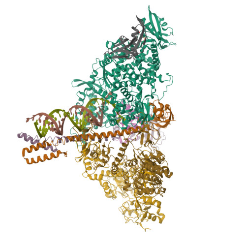 Rcsb Pdb 7cyq Cryo Em Structure Of An Extended Sars Cov 2 Replication And Transcription Complex Reveals An Intermediate State In Cap Synthesis