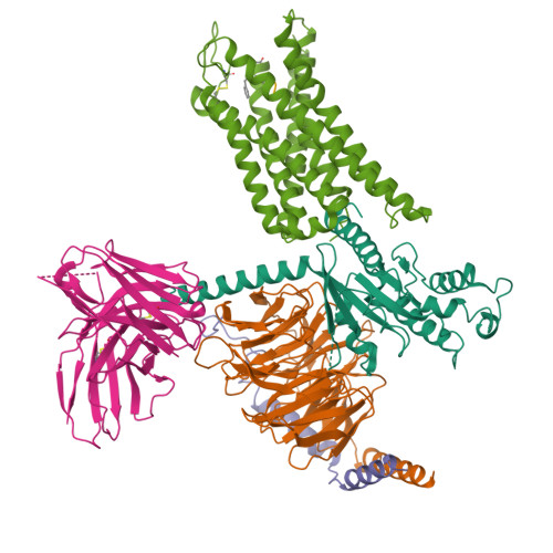 Rcsb Pdb 6dde Mu Opioid Receptor Gi Protein Complex