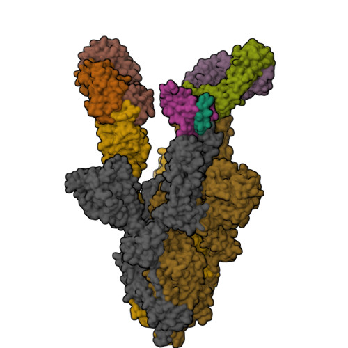 Rcsb Pdb 7dk7 S 2h2 F3b Structure Three Rbds Are Up And Each Rbd Binds With A 2h2 Fab