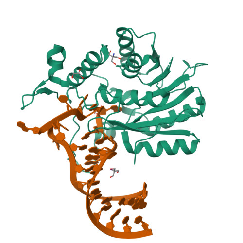 Rcsb Pdb 6du4 Crystal Structure Of Hmettl16 Catalytic Domain In Complex With Mat2a 3 Utr Hairpin 1