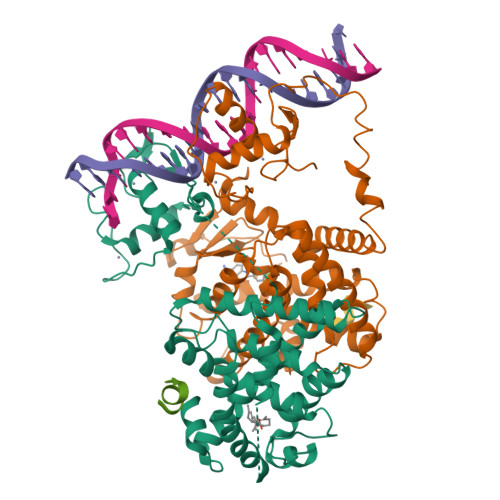 Rcsb Pdb 3dzu Intact Ppar Gamma Rxr Alpha Nuclear Receptor Complex On Dna Bound With Bvt 13 9 Cis Retinoic Acid And Ncoa2 Peptide