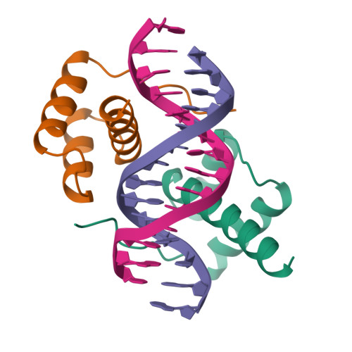 Rcsb Pdb 1fjl Homeodomain From The Drosophila Paired Protein Bound To A Dna Oligonucleotide