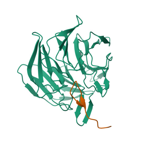 Rcsb Pdb 2flu Crystal Structure Of The Kelch Neh2 Complex