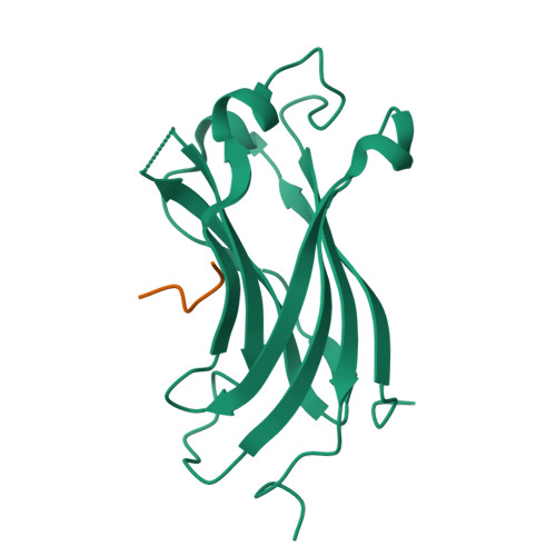 Rcsb Pdb 2foo The Crystal Structure Of The N Terminal Domain Of Hausp Usp7 Complexed With P53 Peptide 359 362