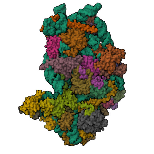 Rcsb Pdb 6g5h Cryo Em Structure Of A Late Human Pre 40s Ribosomal Subunit Mature