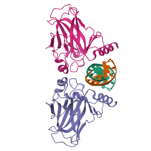 Rcsb Pdb 4guq Structure Of Muts139f P73 Dna Binding Domain Complexed With 20bp Dna Response Element