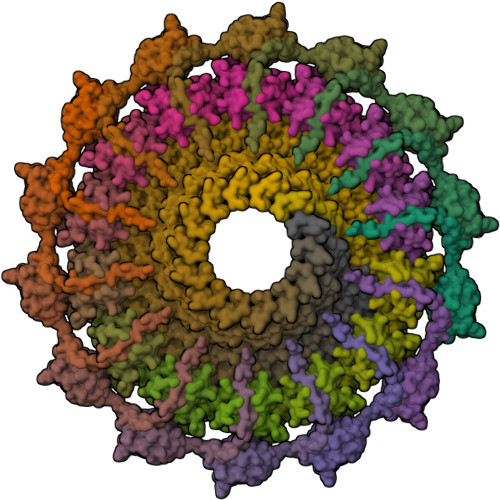 Rcsb Pdb 6gyb Cryo Em Structure Of The Bacteria Killing Type Iv Secretion System Core Complex From Xanthomonas Citri