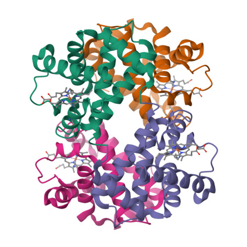 Myoglobin protein structure