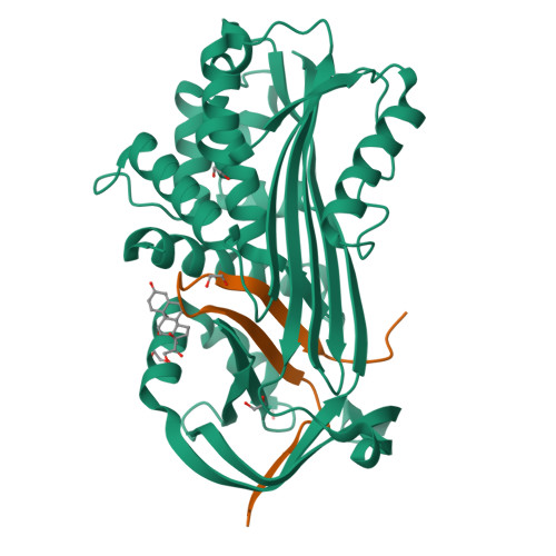 Rcsb Pdb 6hgg Crystal Structure Of Alpha1 Antichymotrypsin Variant Newbg Iii A New Binding Globulin In Complex With Cortisol