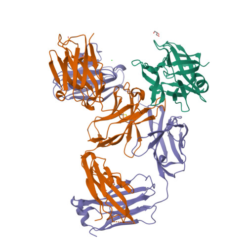 4hjj Structure Reveals Function Of The Dual Variable Domain Immunoglobulin Dvd Ig Molecule Rcsb Pdb