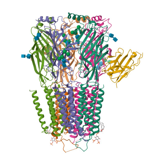 6huj Cryoem Structure Of Human Full Length Heteromeric Alpha1beta3gamma2l Gaba A R In Complex With Picrotoxin Gaba And Megabody Mb38 Rcsb Pdb