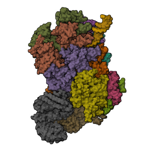 Rcsb Pdb 6hv9 S Cerevisiae Cmg Pol Epsilon Dna